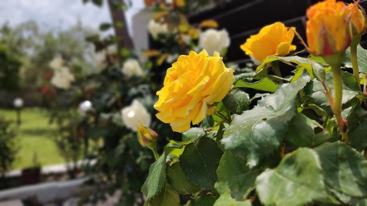 Elina House And Garden Villa นิกิติ ภายนอก รูปภาพ